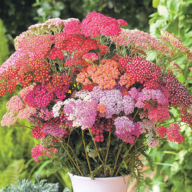 Flowerburst Red Shades, Yarrow